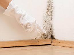 Why You Should Choose Our Mold Remediation Services in Chelsea, MA